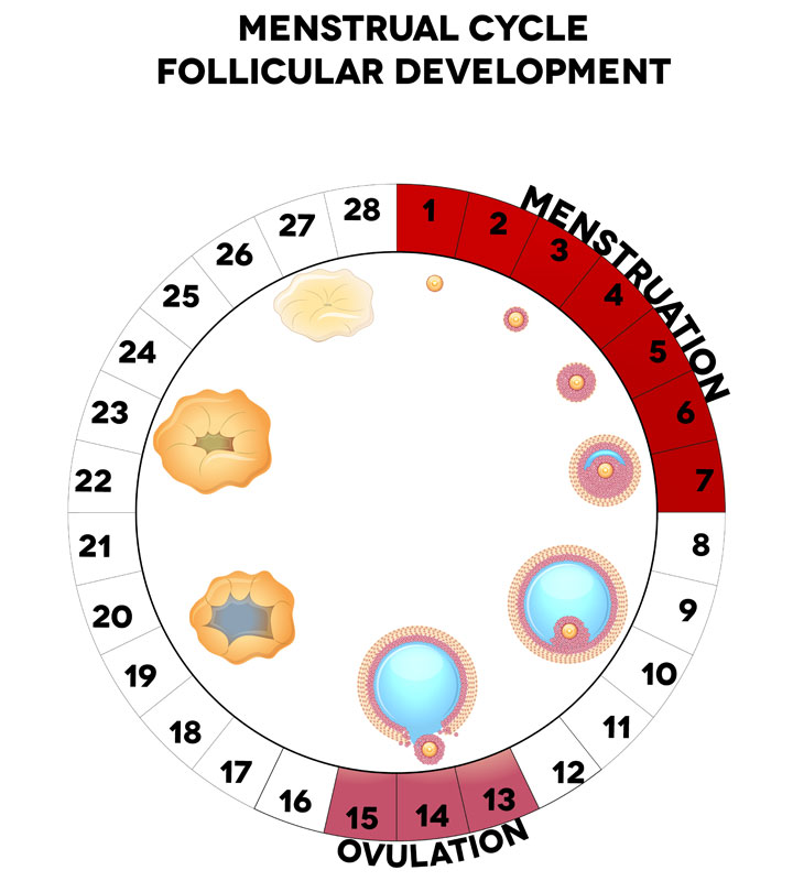 Ovulation Cycle Chart