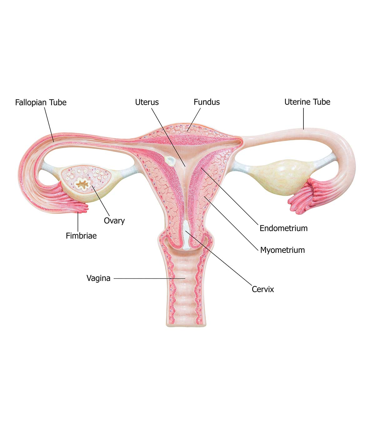 Representation Of Endometrium Thickness During Pregnancy