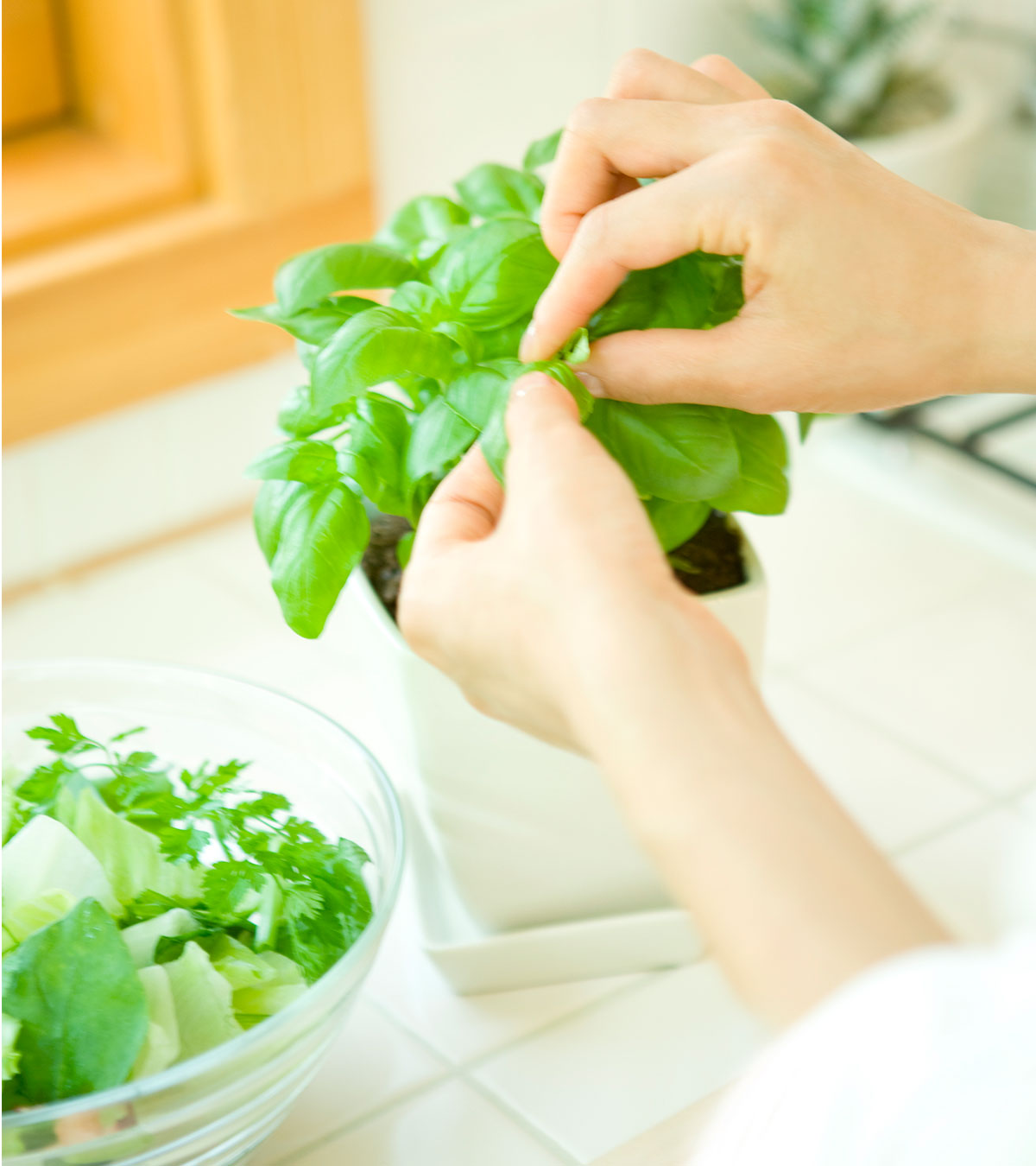 Benefits Of Holy Basil During Pregnancy