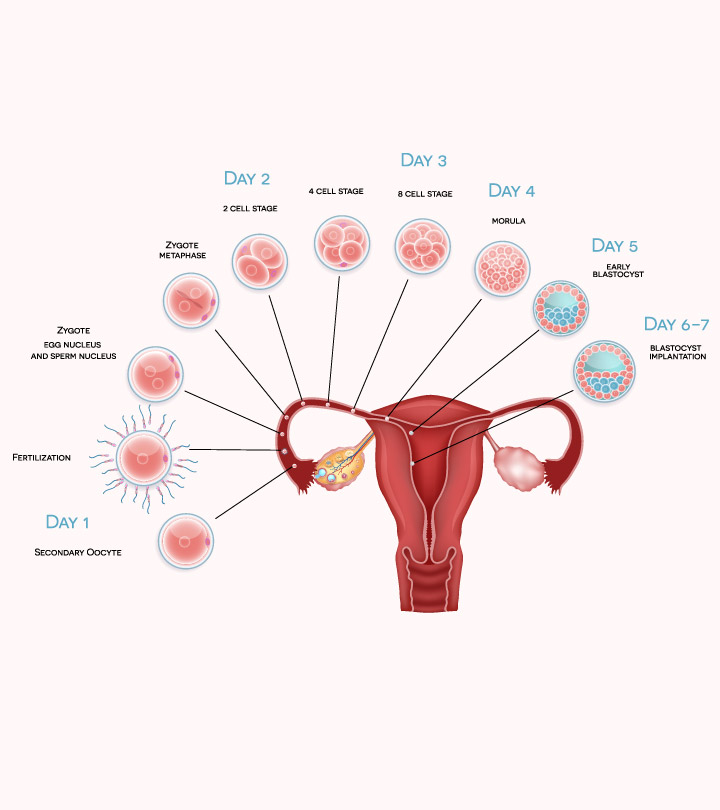 Representation Of Pregnancy Implantation