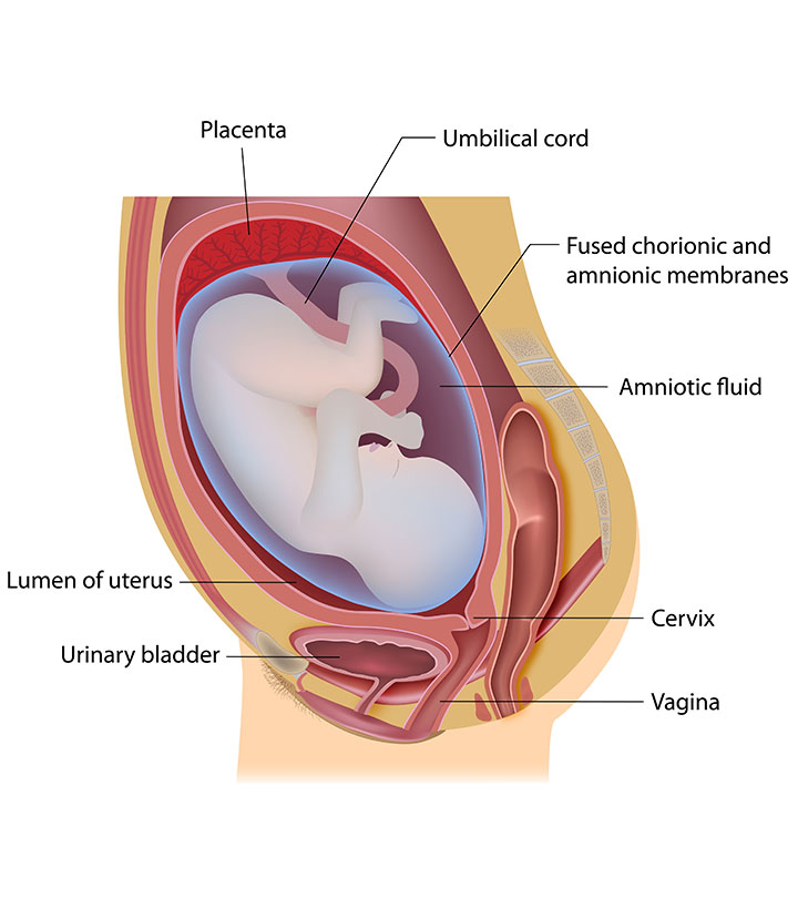 Diagram of a pregnant woman