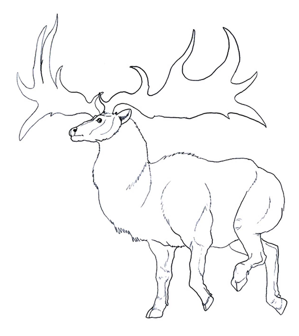 Reindeer Coloring Page